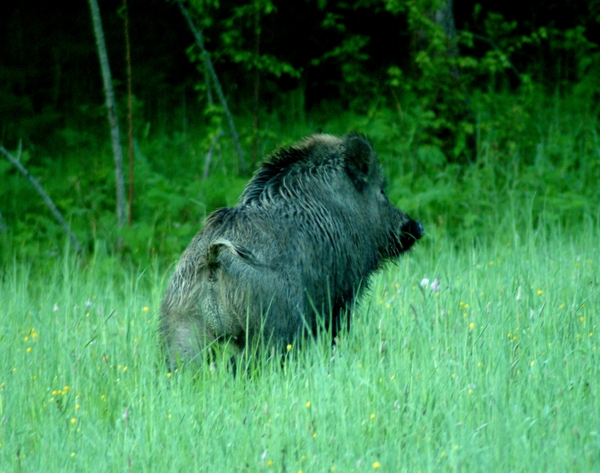 cinghiale